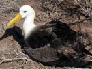 Albatros w penej krasie