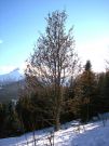 Francuskie Alpy - drzewko