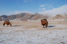 Wielbdy. Terelj. Mongolia