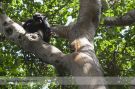 Szympans w Kibale Forest