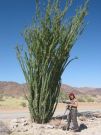 Oryginalny kaktus ocotillo