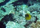 Paskowany ButterflyFish