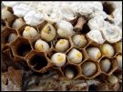 Przekąska do piwa - larwy pszczół