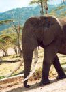 Słoń, Ngorongoro NP
