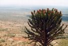 Widok z Góry Longido na bezkresy równiny Serengeti