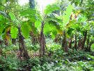 Plantacja zdziczałych bananowców