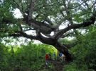 Postój pod drzewem Ceiba