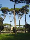 Park Villa Borghese - pinie