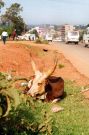 Wyjedam z Kampali w kierunku Masaki