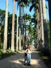 Palmy w ogrodzie botanicznym
