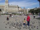 Pelen gołębi Plac Kataloński