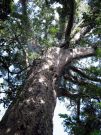 Wielkie Drzewo podokarp