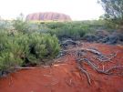 Czerwona ziemia dookola Ayers Rock