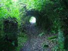 Rododendronowy tunel w lesie na Soroba Hill, Ardfern