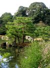 Zaktek w ogrodzie Kinkaku-ji, Kioto