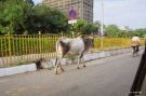 Krowa na drodze, Delhi