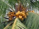 Orzechy kokosowe gotowe do spoycia