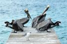 kompozycja z pelikanów