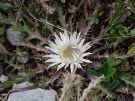 Dziewisi bezodygowy (Carlina acaulis)