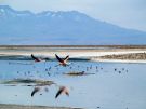 Flamingi na Lagunie Chaxa