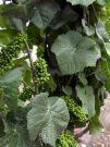 Dojrzewające winogrona w winnicach Undurraga