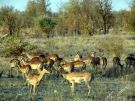 Antylopy impala