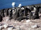 Pingwiny Adeli na wyspie Paulet na Morzu Weddella