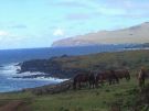 Na wyspie żyje 5 tysięcy koni używanych tylko do transportu