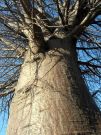 Baobab z Tshepise, RPA
