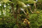Jamajska dżungla