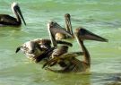 Pelikany na wyspie Holbox