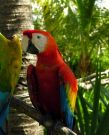 Papugi w okolicy Tulum