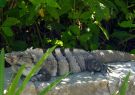 Iguana w okolicy laguny Xel-Ha