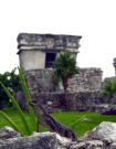 Tulum - Iguana