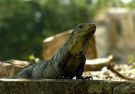 Iguana na ruinach Majów w Chichen Itza