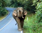 Dziki słoń w parku narodowym Khao Yai