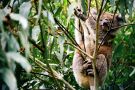 Koala w naturalnym otoczeniu (busz w okolicy Otway)