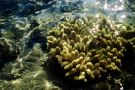Rafa koralowa widziana ponad lustrem wody