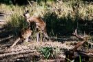 Kangury w naturalnym otoczeniu (stan Queensland)