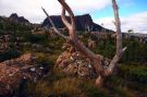 The Labirynth - okolice Overland Track