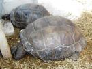 Praslin; żółwie lądowe