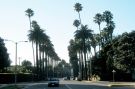 Palmy w Beverly Hills