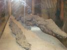 Zmumifikowane krokodyle w Świątyni boga Sobka w Kom Ombo