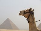 Spojrzenie wielbłąda na piramidy