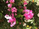 Kwiaty z Ogrodzie Botanicznym Kitchenera