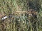 Młody aligator w moczarach parku Narodowego Everglades