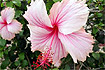 Hibiskus z Knysna. Foto: Andrzej Kulka