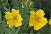 Kwiaty Alaski - Piciornik Potentilla fruiticosa, czyli ra tundry. Foto: Andrzej Kulka