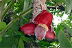 Honduras: Punta Sal NP - kwiatostan dzikiego bananowca. Foto: Andrzej Kulka