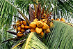 Orzechy kokosowe gotowe do spożycia. Foto: Andrzej Kulka